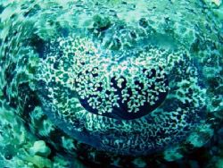 Krokosile fish eye. red sea on Thistlegorm by Jj Waanders 